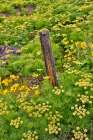 USA, Washington State, Klickitat. Fence in amongst sweet fennel. Art Print